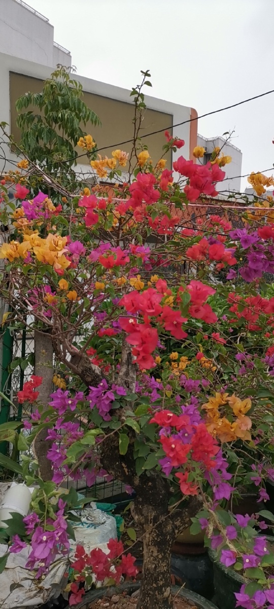 五颜六色的勒杜鹃非洲勒杜鹃