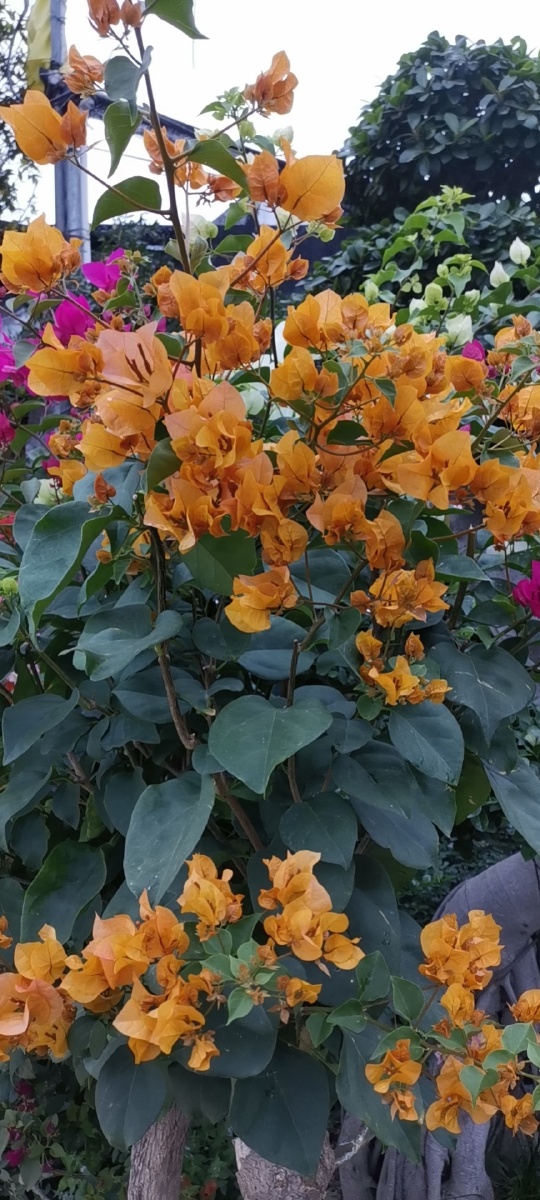 五颜六色的勒杜鹃非洲勒杜鹃