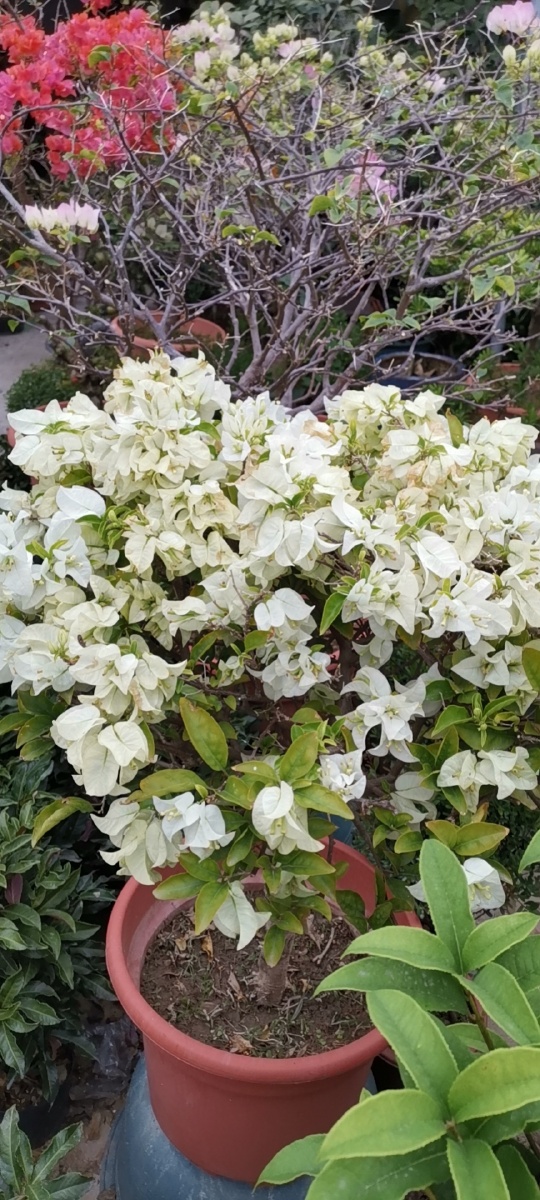 五颜六色的勒杜鹃非洲勒杜鹃