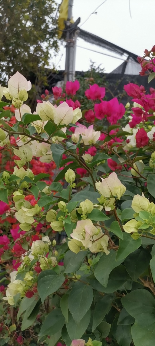 五颜六色的勒杜鹃非洲勒杜鹃