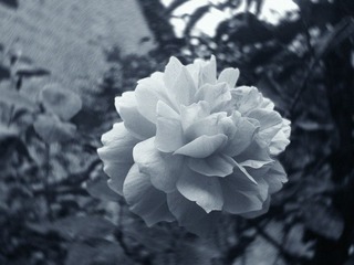 月季花2.jpg