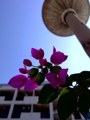 20101217876