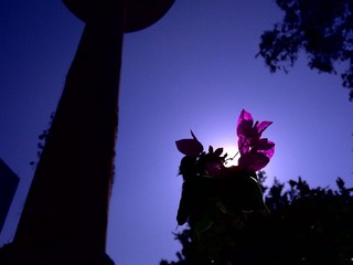 20101217879