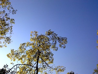 20101217895