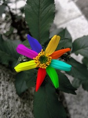 许愿花