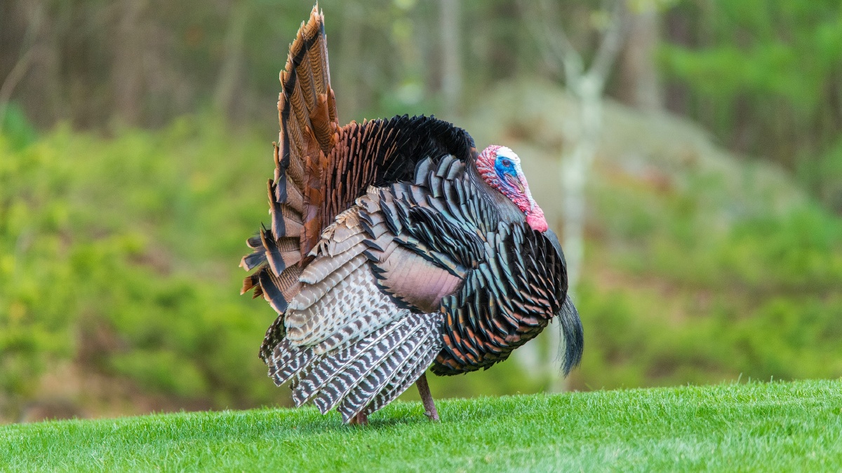 高清美国火鸡图
