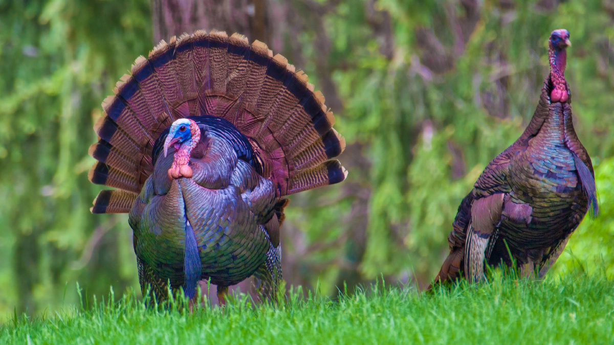 高清美国火鸡图