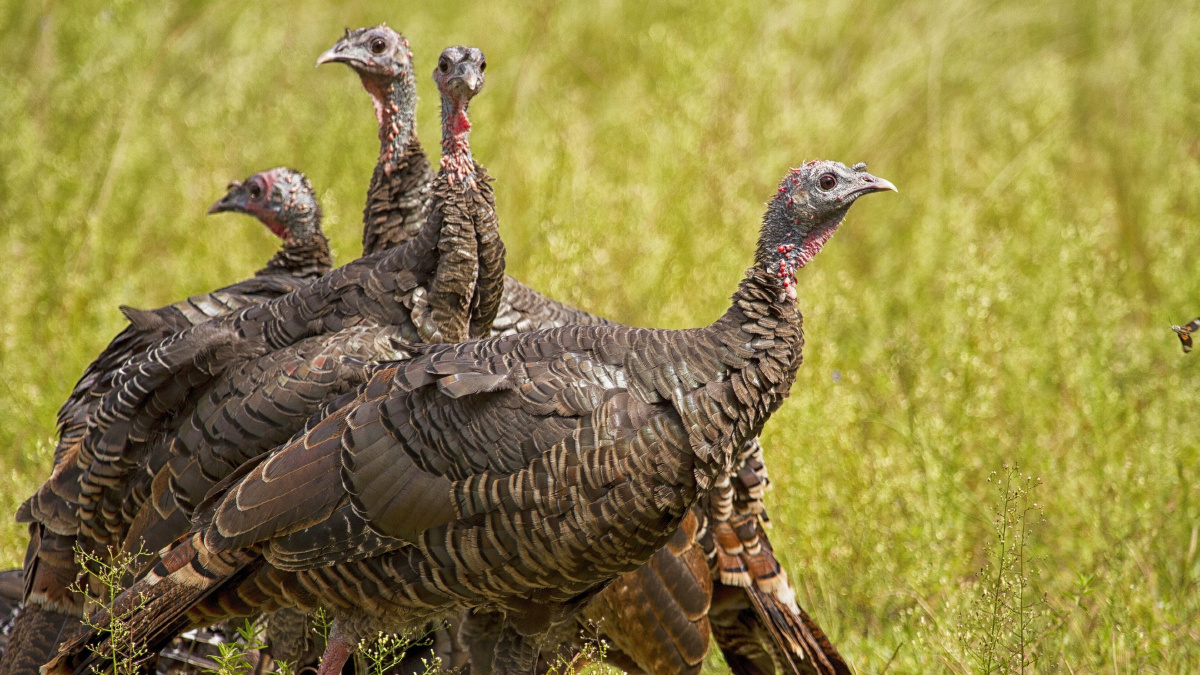 高清美国火鸡图