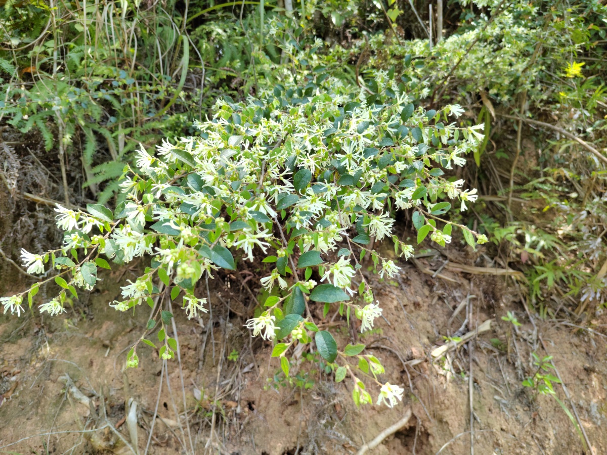 《白花檵木》 - 谢东-手机摄影 - 图虫