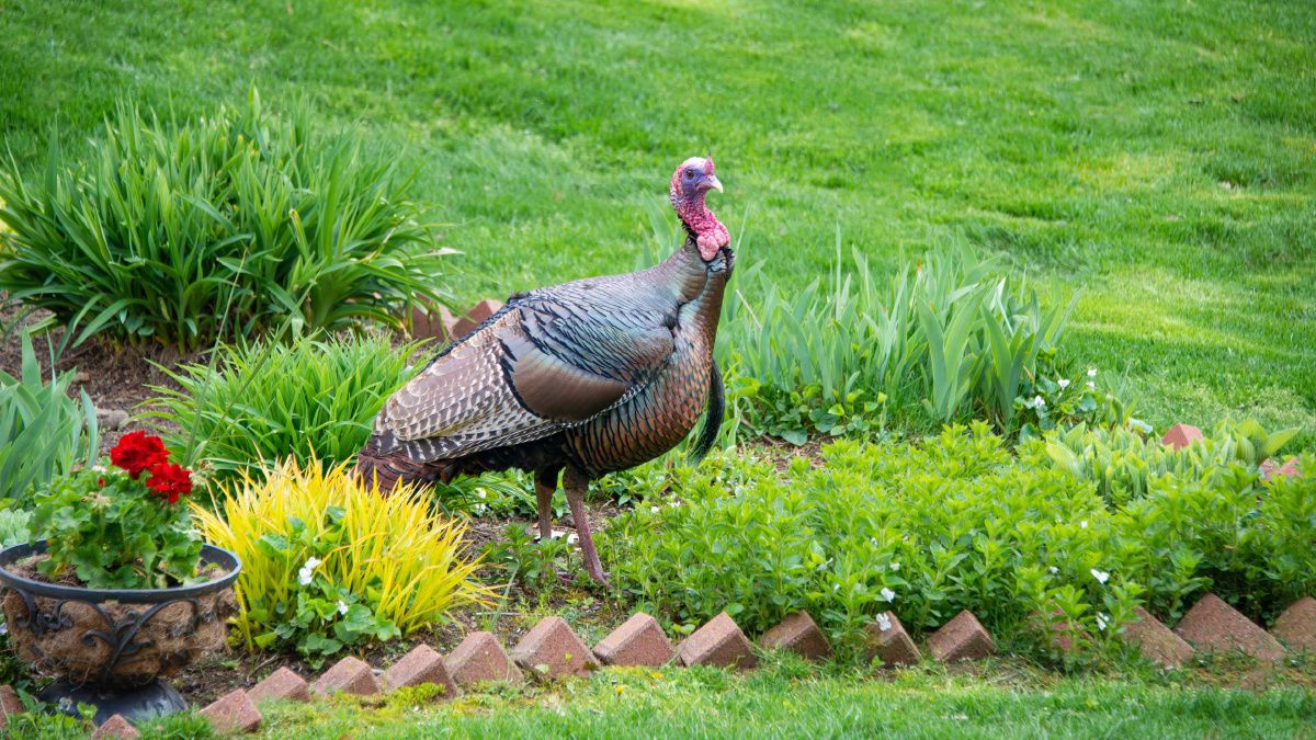高清美国火鸡图