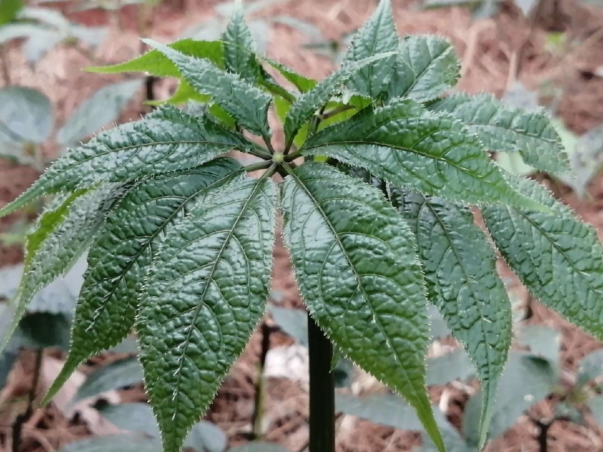 三七的世界世界的三七