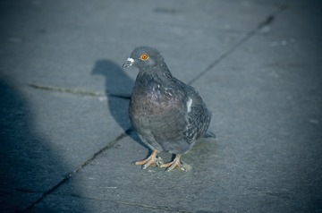 12071