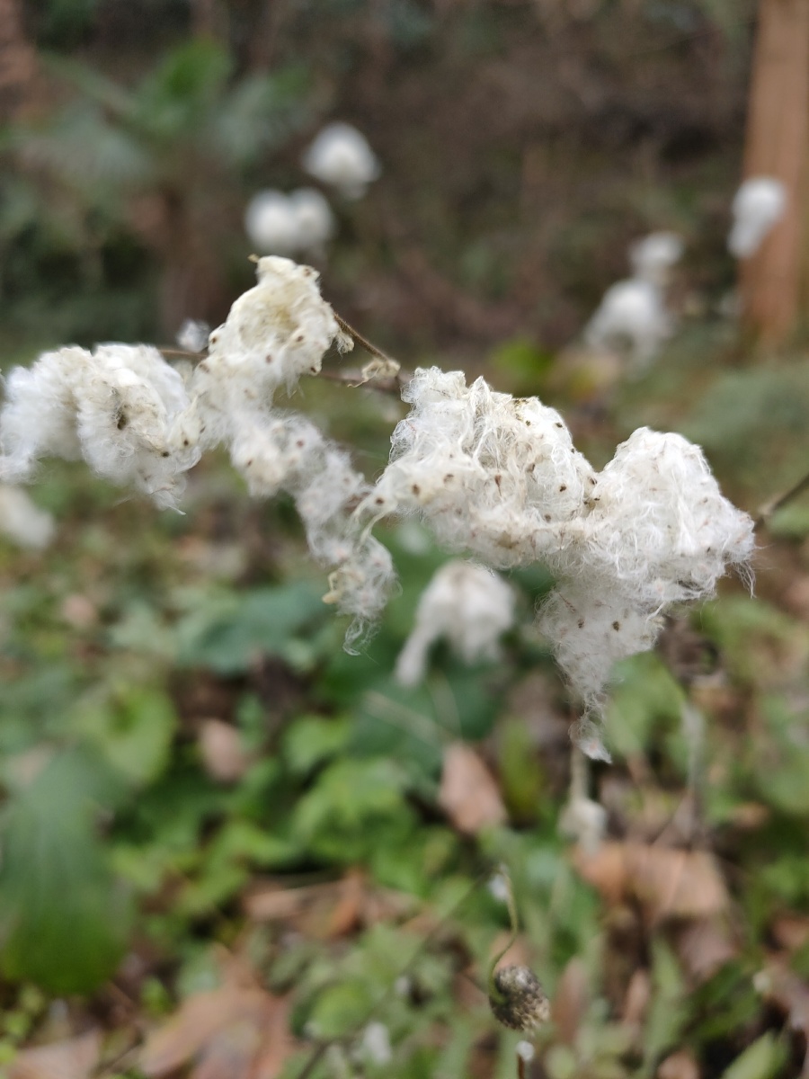 乡间的野棉花,见过吗9191 - doris_101 - 图虫