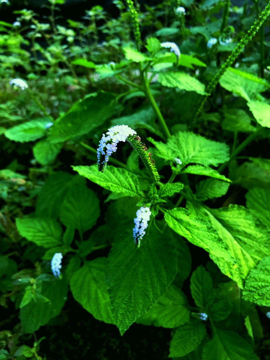 乡间小路小野花你们知道叫啥嘛