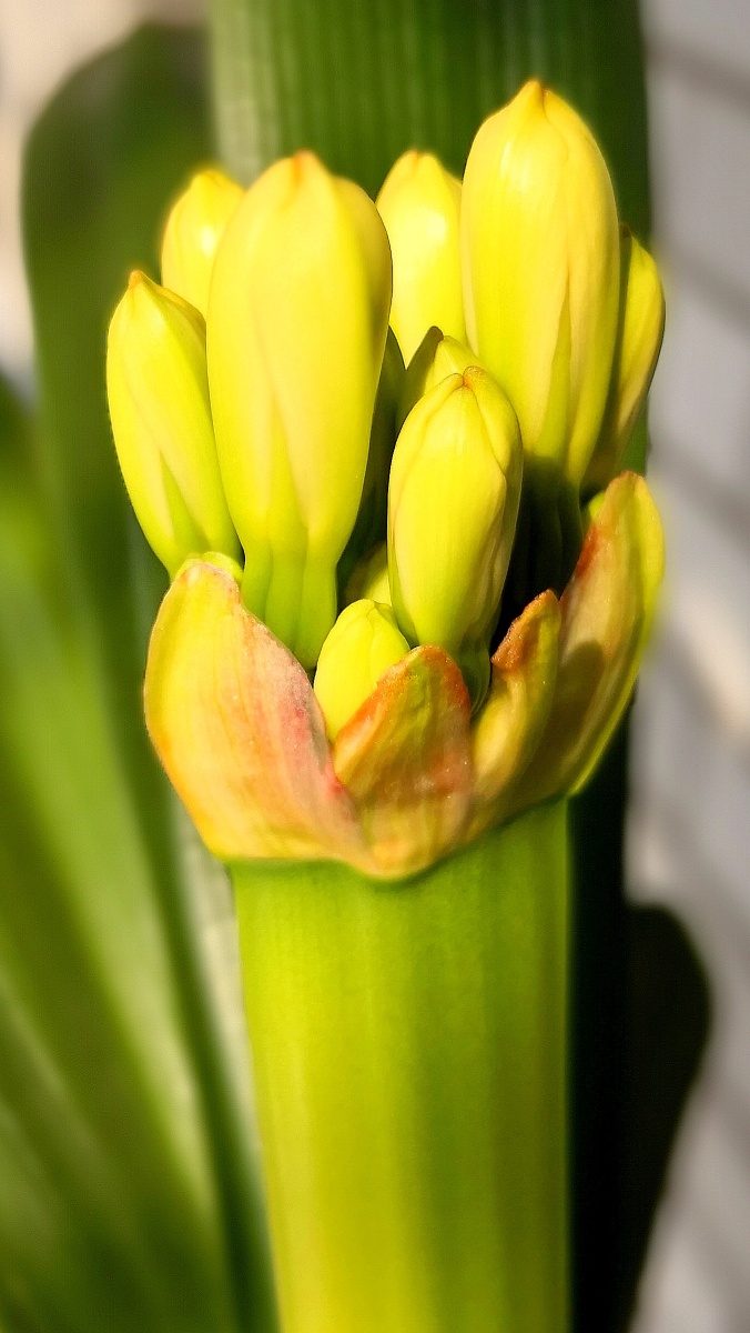 君子兰花蕾