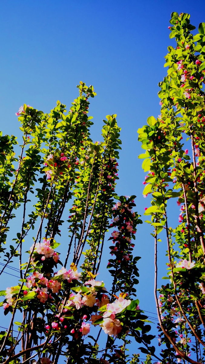 阳光花朵海棠树