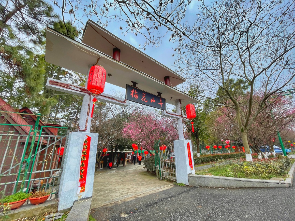 南京溧水梅花山 - 南京刺梨 - 图虫