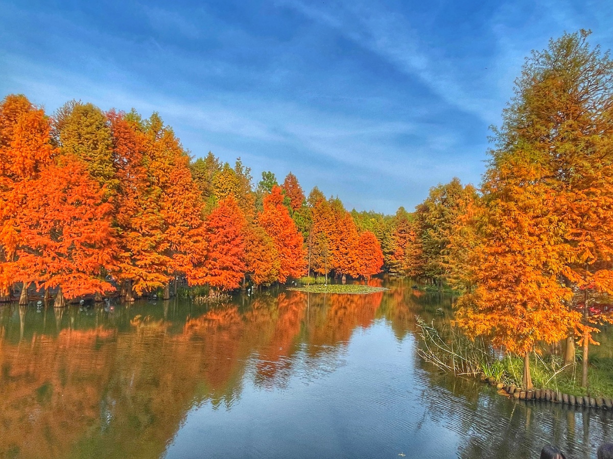 南京明孝陵燕雀湖水杉林