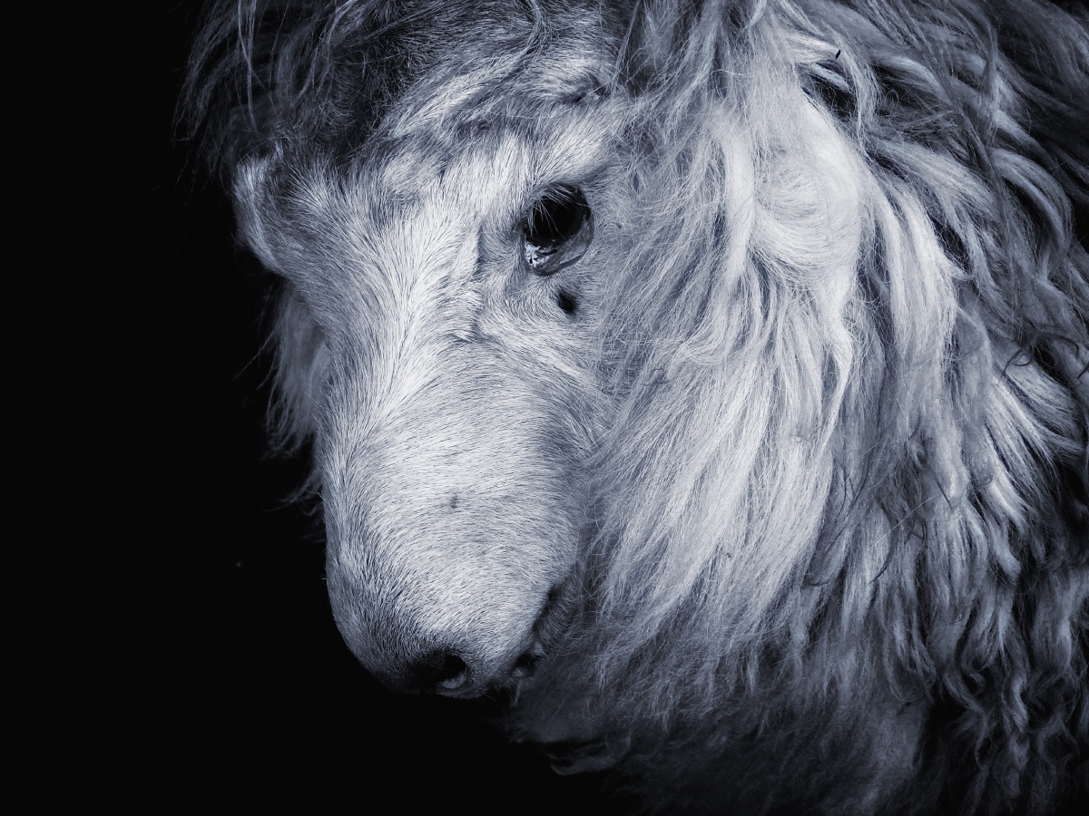 一只被弃的羊一家游乐摊位的角落被弃在一旁的羊先是余光瞟见然后转头