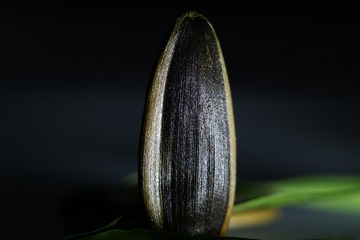 1000064597
