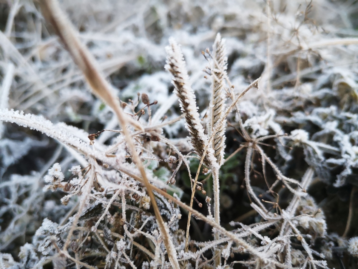 南方的冬天没有雪那就看看霜吧