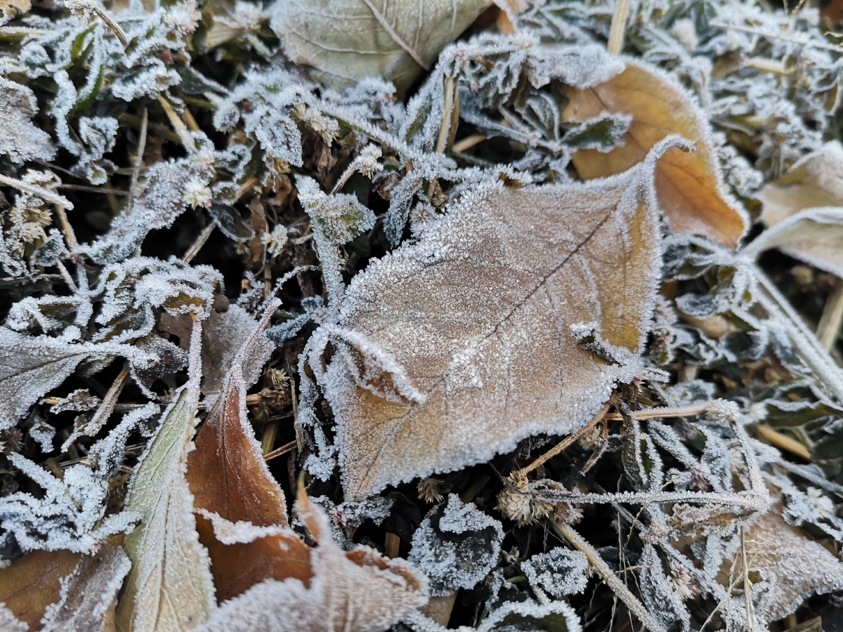 南方的冬天没有雪那就看看霜吧
