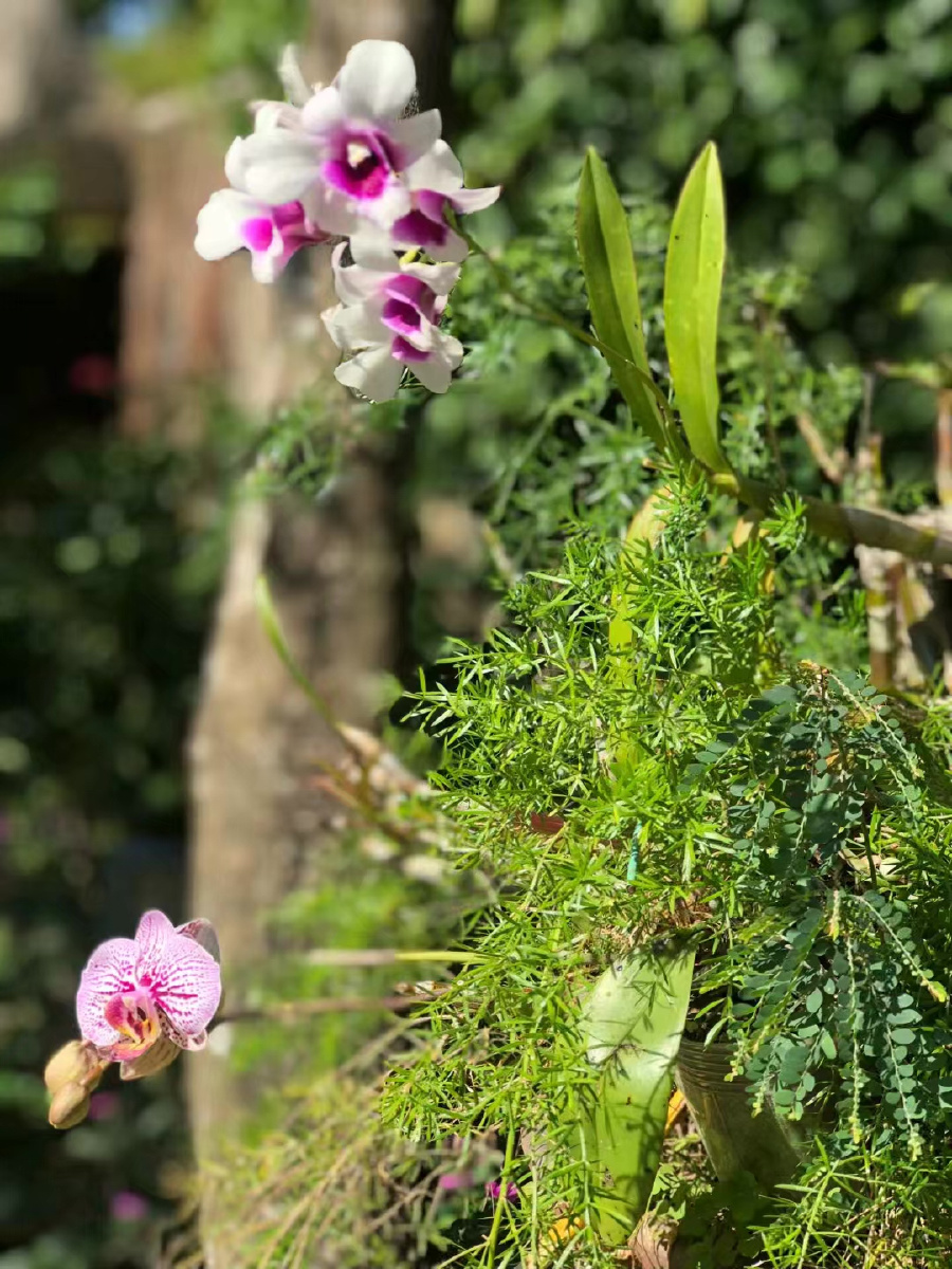 三亚的兰花谷,送给你们做壁纸吧
