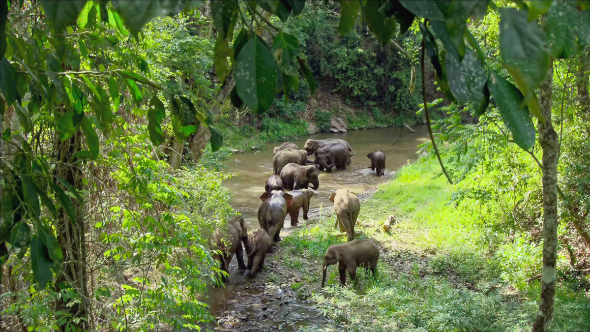 一路向北是南亚大象的诗和远方吗
