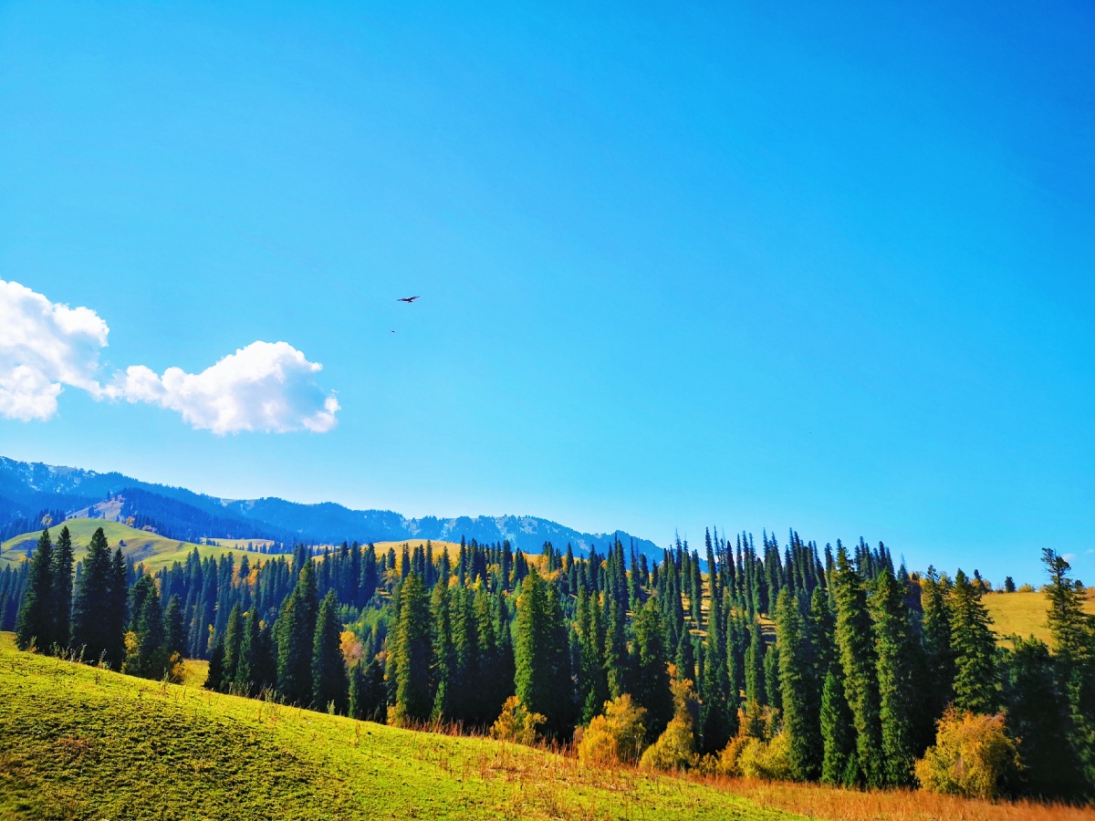 中国西北角喀纳斯那拉提草原