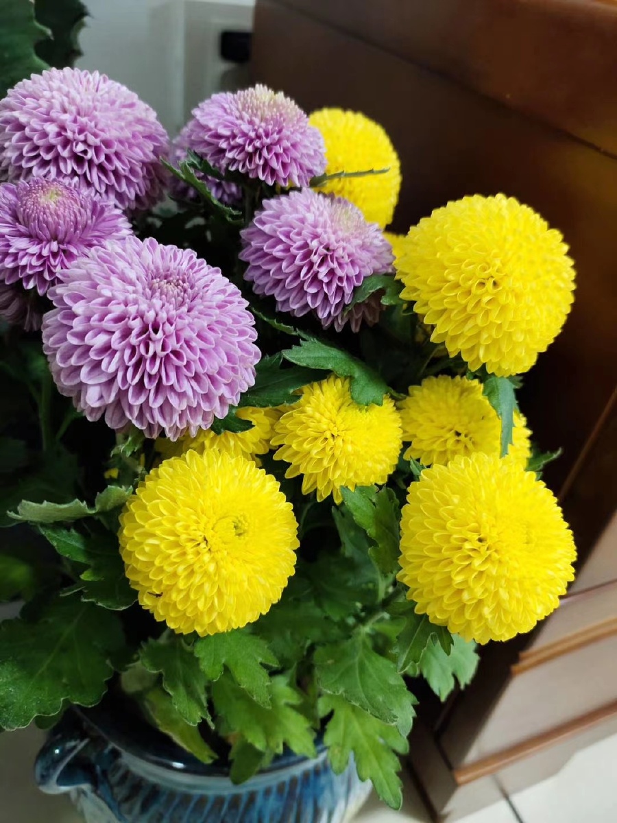 花朵与花呗真真是不一样哩