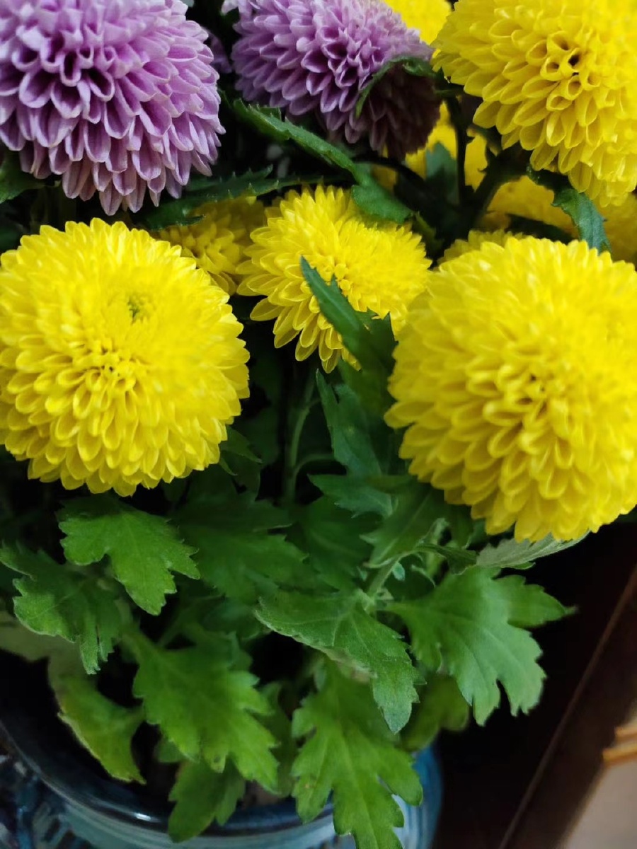 花朵与花呗真真是不一样哩