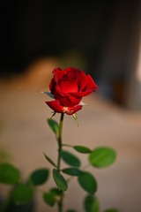 F3B0ACCE-9F75-43A2-B4F9-AB3F03580B9E/L0/001