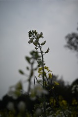 9533A65E-5151-4485-AC10-C12476ED2EC4/L0/001