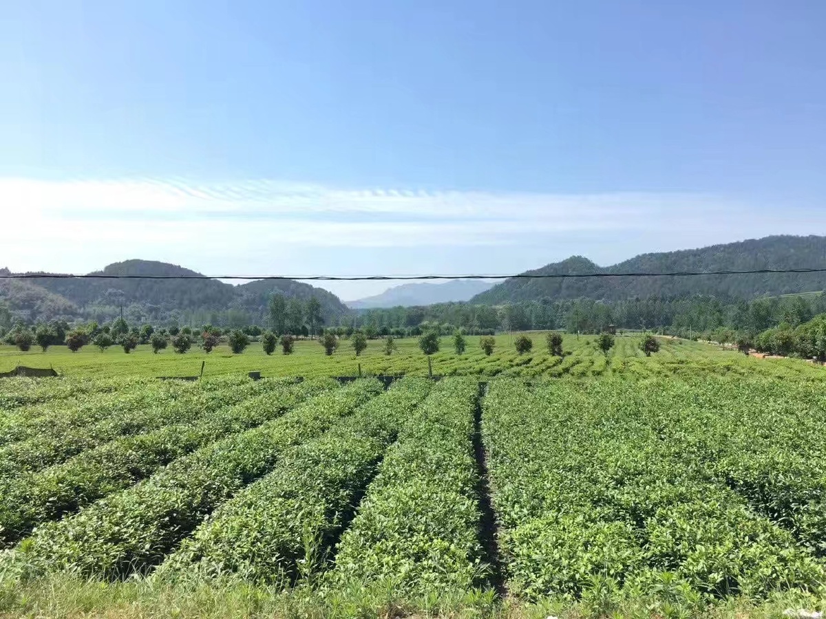 永川的苗木基地