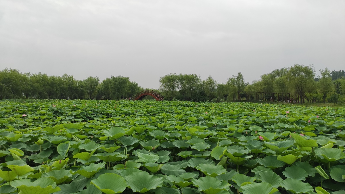 百里画廊千亩荷塘