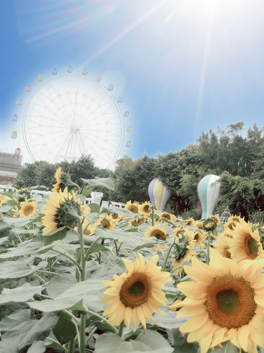 花朵带来愉悦心情将空气变清新了