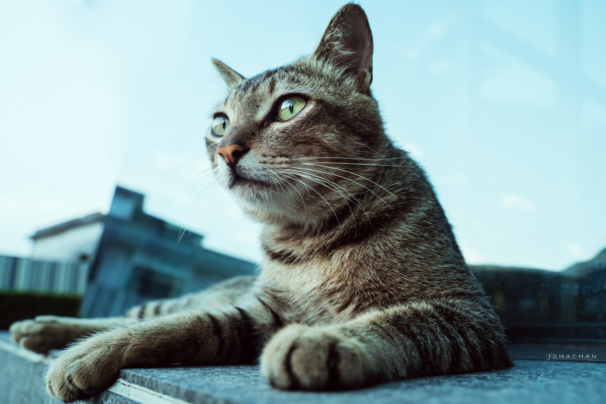 流浪猫王者视角