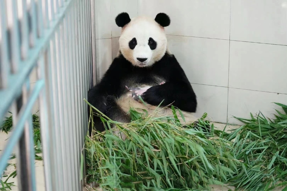 熊猫冰冰满月了有一起去成都喝满月酒的嘛