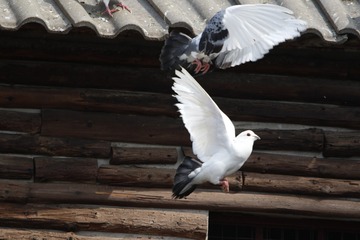 35331