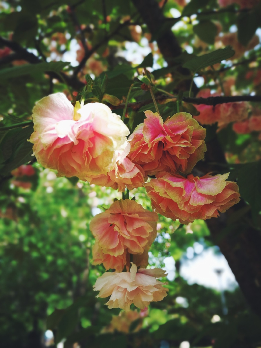 植物园樱花都谢了