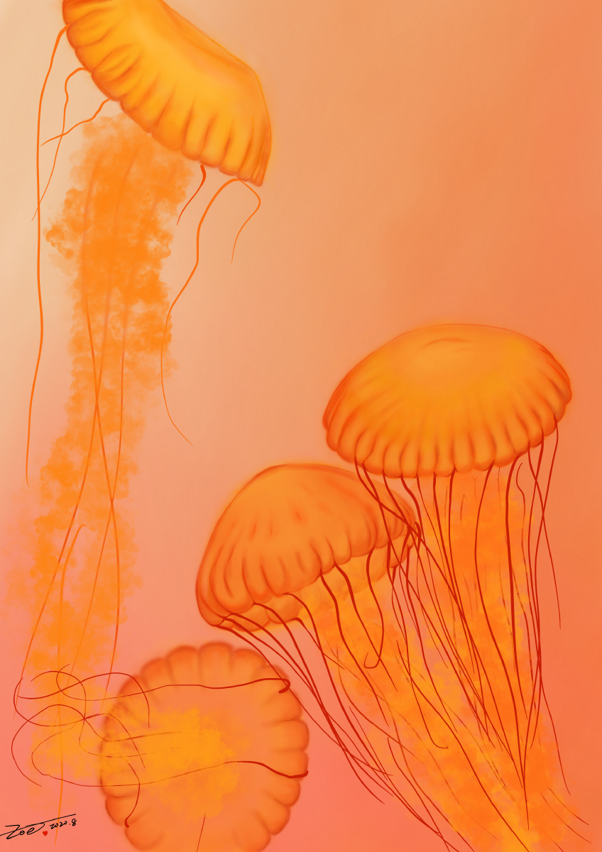 手绘水母临摹