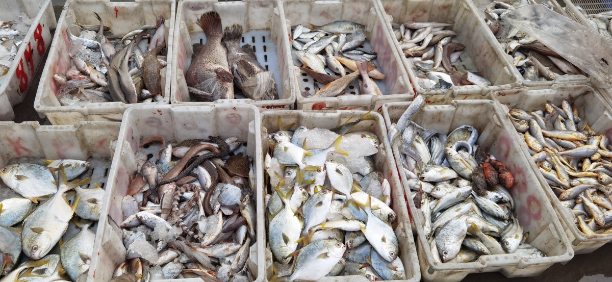 清晨的海鲜渔港码头格外的热闹海鲜也是刚上岸的的