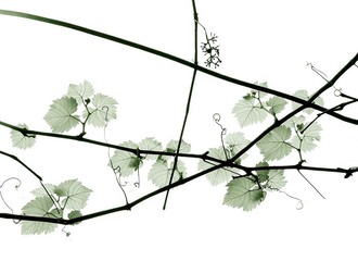 _DSF4375
