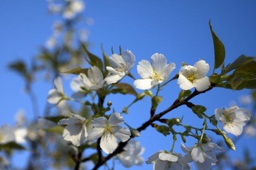 校园的樱花2