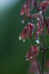 rain2