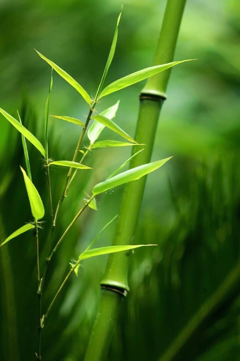 竹子- 王冠群 - 图虫