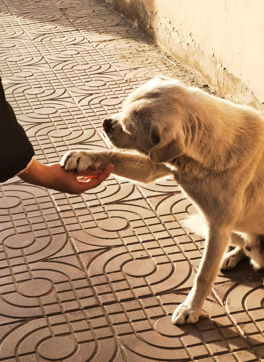 宿舍楼下邂逅阳光和主动握手的狗狗