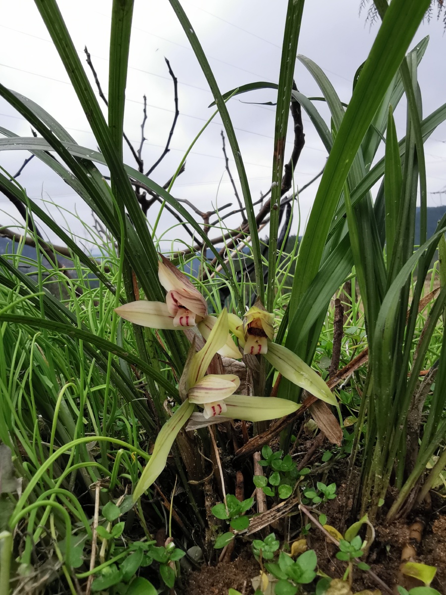 兰溪春尽碧泱泱映水兰花雨发香春兰