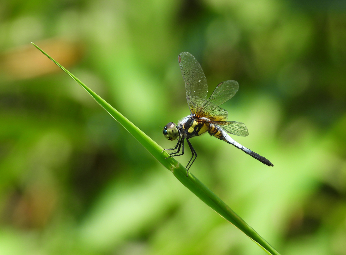 橙斑蜻蜓好像穿了一件虎皮背心