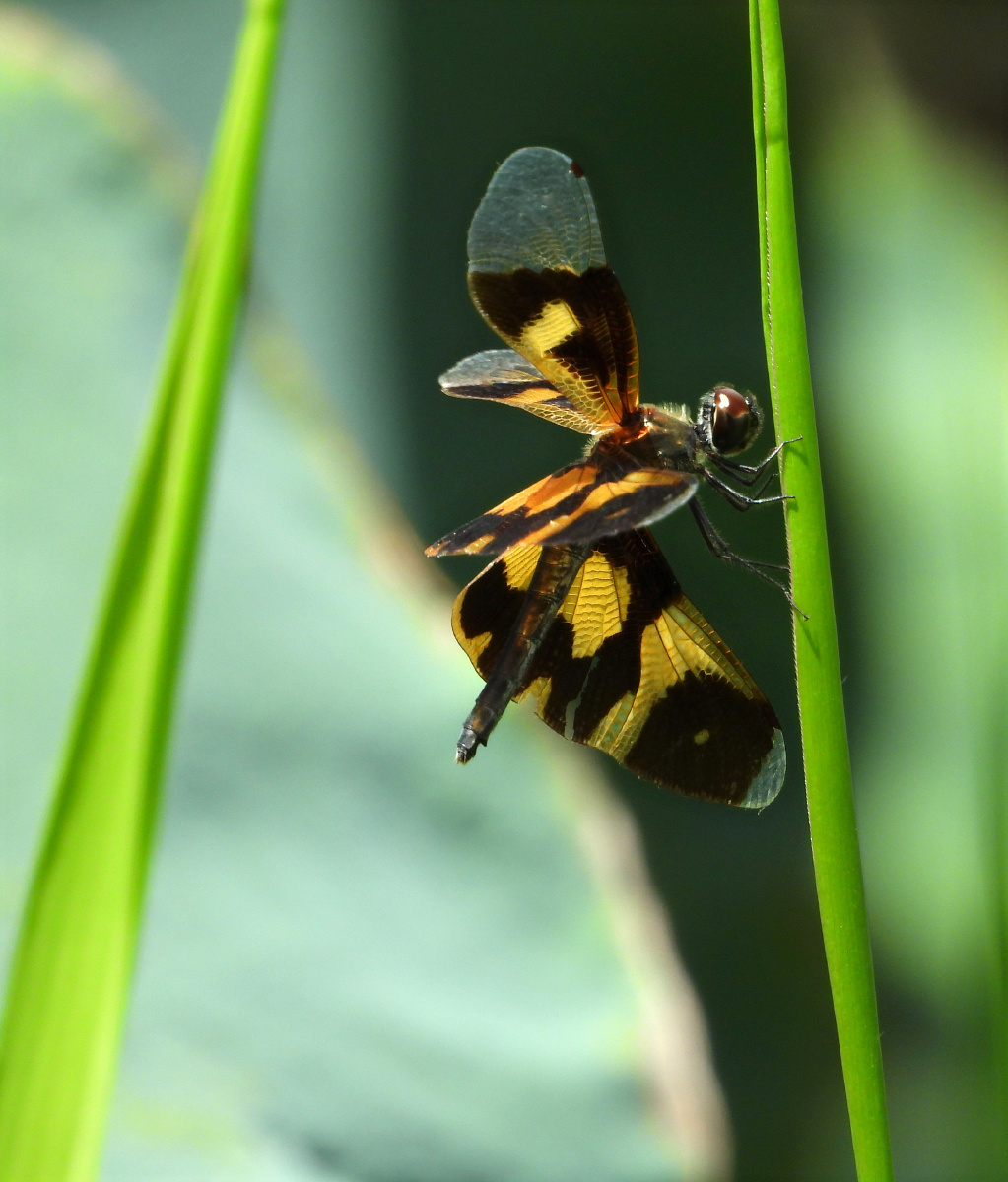 在风中舞动的彩裳蜻蜓,好美